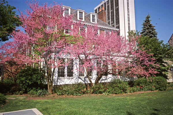 The exterior of Betsy Barbour with a pink spring tree in bloom